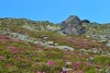 Mundra-csúcs - Páring-hegység Virágzik a Rhododendron